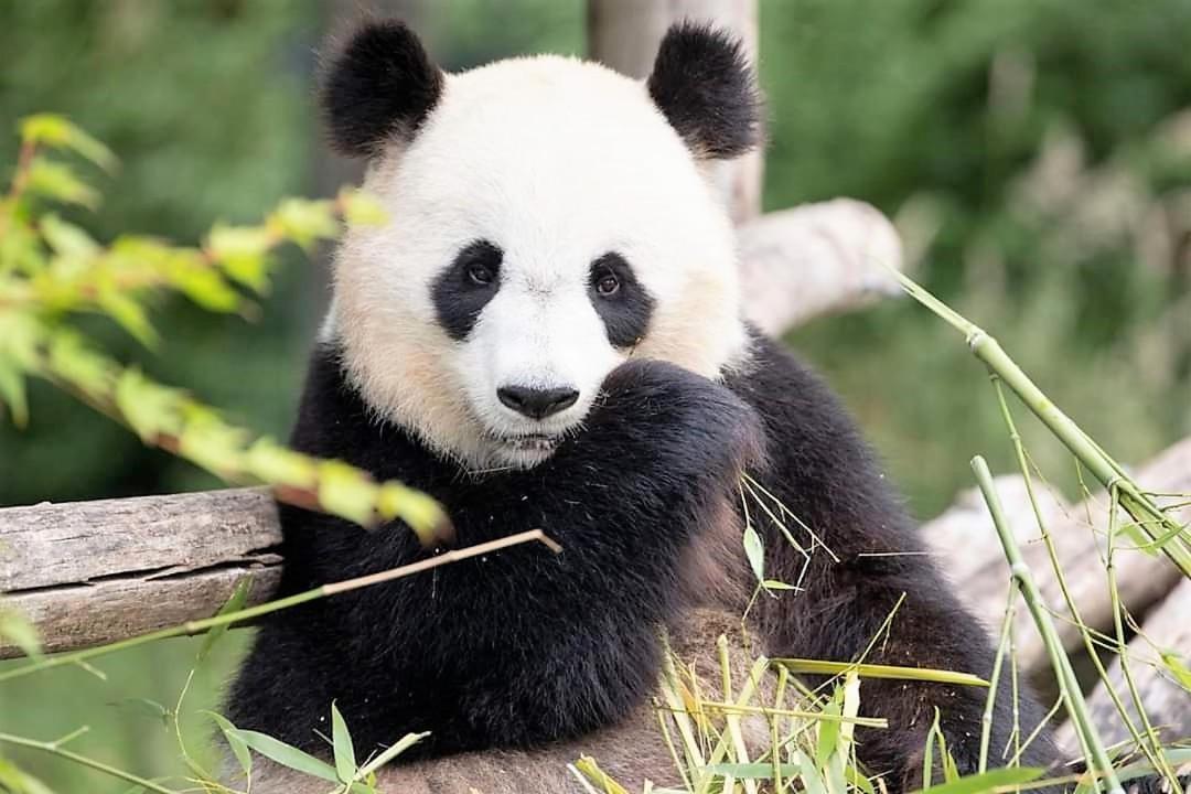 Les Bruyeres De Jeanne Et Rene Zoo De Beauval A 20Min,Chateaux Tout Inclus Fontguenand Экстерьер фото